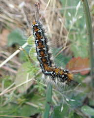 Malacosoma constricta