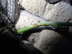 Malacosoma constricta