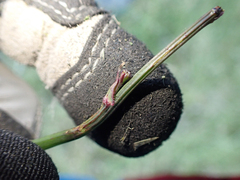 Malacosoma constricta