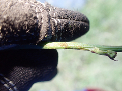 Malacosoma constricta