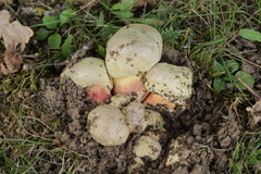 Rubroboletus satanas