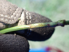 Malacosoma constricta