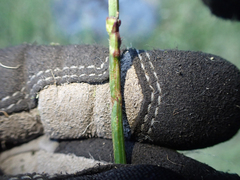 Malacosoma constricta