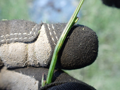 Malacosoma constricta