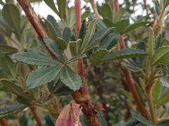 Polylepis