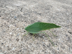 Tettigoniidae