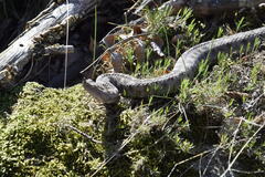 Vipera ammodytes