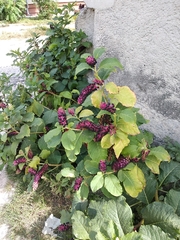 Phytolacca acinosa