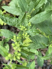 Solidago petiolaris
