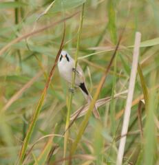 Panurus biarmicus