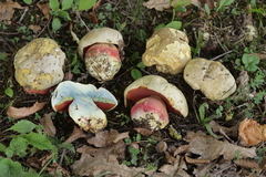 Rubroboletus satanas
