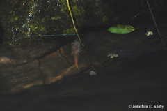 Paramesotriton hongkongensis