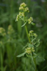Valeriana vaga