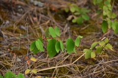 Apocynum androsaemifolium