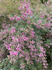 Lespedeza bicolor