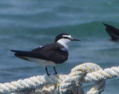 Onychoprion anaethetus