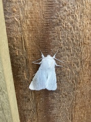 Spilosoma vestalis