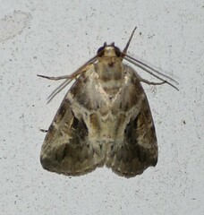 Diastema cnossia