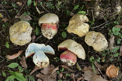 Rubroboletus satanas