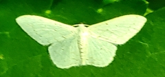 Idaea tacturata