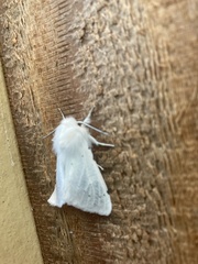 Spilosoma vestalis