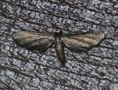 Protoproutia laredoata