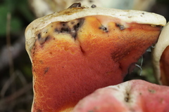 Rubroboletus satanas