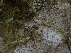 Leptobunus parvulus