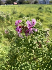 Pelargonium radens