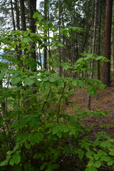Corylus cornuta