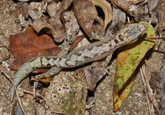 Amalosia