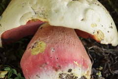 Rubroboletus satanas