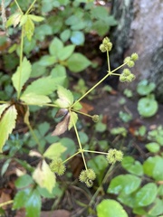 Sanicula canadensis