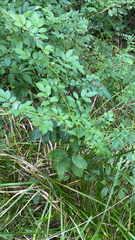 Rosa multiflora