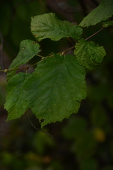 Corylus cornuta