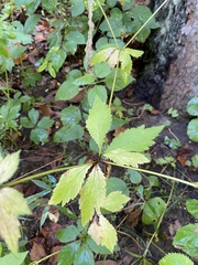 Sanicula canadensis