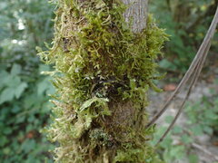 Scytinium polycarpum