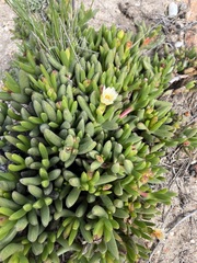 Ruschia dichroa