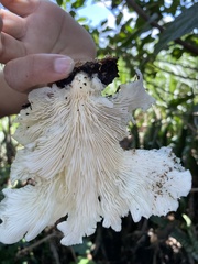 Favolus brasiliensis