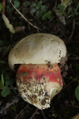 Rubroboletus satanas