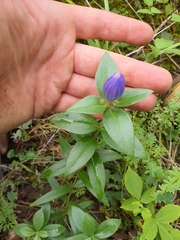 Gentiana andrewsii