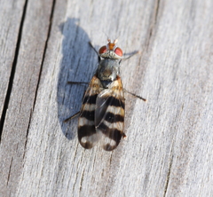 Ceroxys urticae