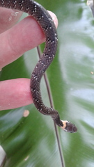 Pareas margaritophorus