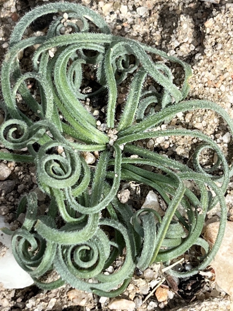 Gethyllis lanuginosa, Namakwa, ZA-NC, ZA