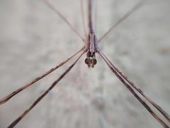 Deinopis longipes