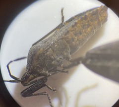Anasa