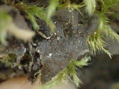 Scytinium polycarpum