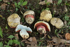 Rubroboletus satanas