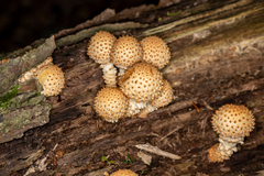 Pholiota squarrosoides