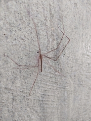 Deinopis longipes